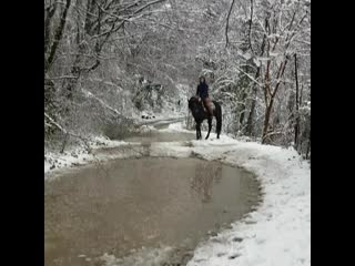 Частная конюшня идальго,арчи(карачаевский жеребец)