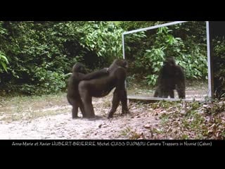 Gabonese gorilla family all have cool reactions to their mirror reflection excep