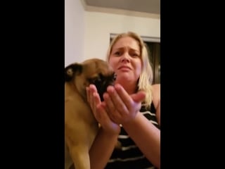 Puggle loves cheeseburger viralhog