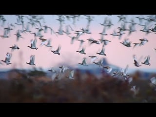 Little bustard стрепет tetrax tetrax