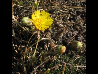 A long time ago when the grass was greener, dandelions were yellower …