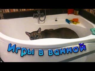 Пума играет в ванной / особые отношения мейн куна мисы и кота пусси