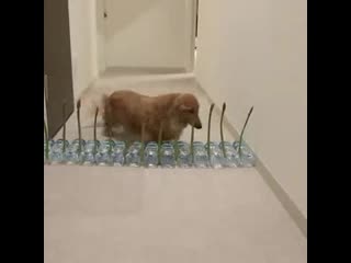 Asparagus fence is no match for brave pupper