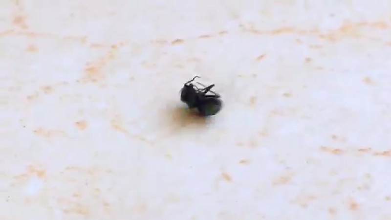 Заразительный брейкданс