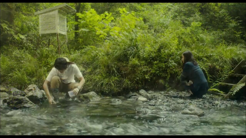 Hirugao дневные красавицы