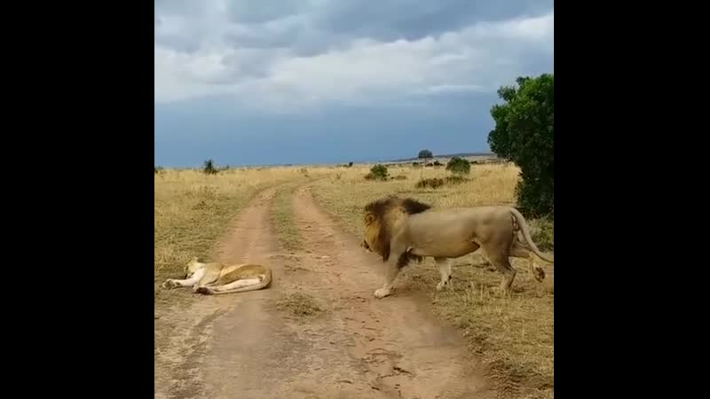 Лёва пристаёт к жене