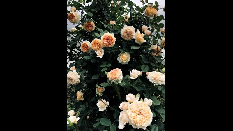 Crown princess margareta/ crocus rose