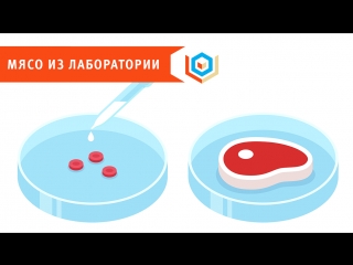 Мясо, выращенное в лаборатории, появится в продаже уже в 2018 году