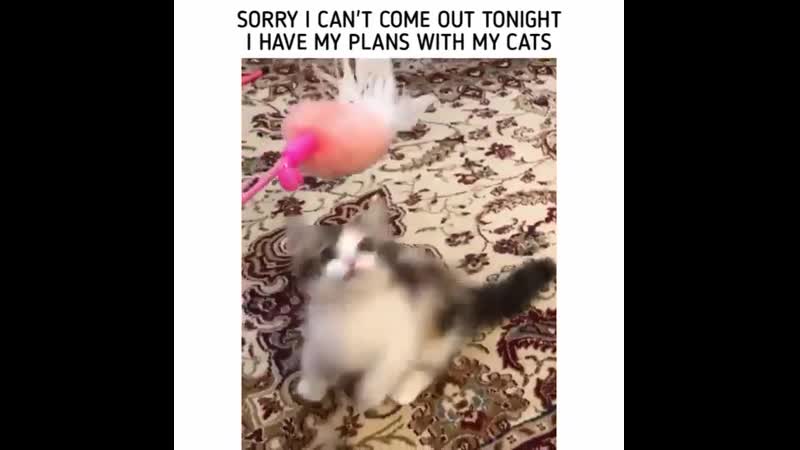 Котейки прикольная подборочка!
