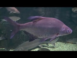 Stock footage underwater video of bream in natural habitat