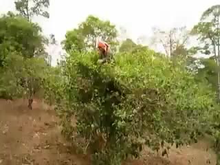 Сбор чая с чайных деревьев бань чжан шаня