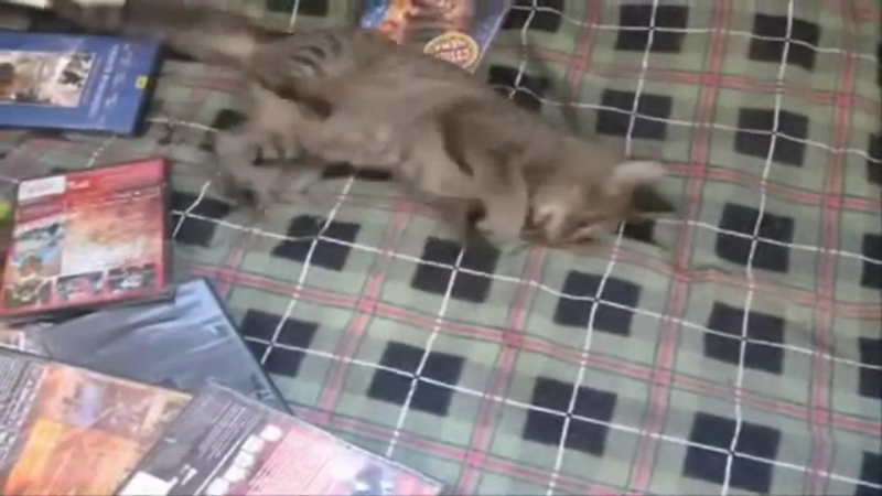 Котан под жокея