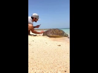 Hh sheikh hamdan rescues a turtle stuck at dubai