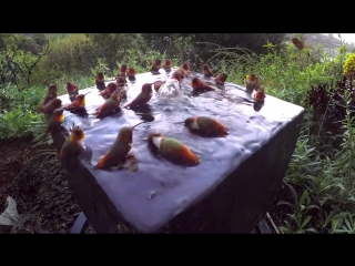 Колибри принимают ванну