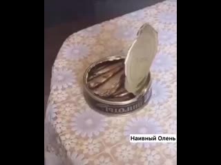 Жена открыла шпроты mp4