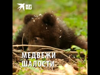 Медведица машенька