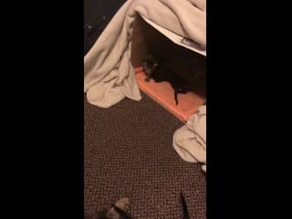 A stray i feed felt comfortable enough to have her litter in my house i have since adopted her and babies they are 2 weeks old