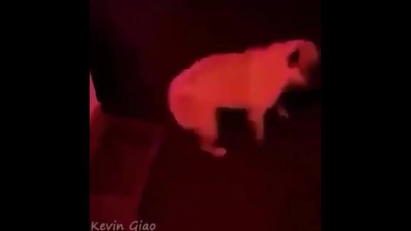 Отбитый аморал