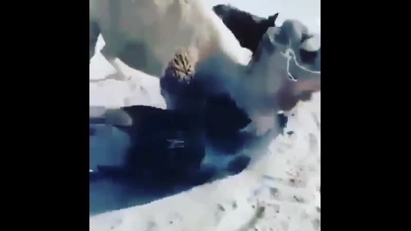 Верблюд и конь