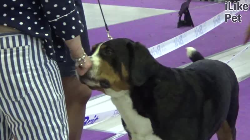 Большой швейцарский зенненхунд на ilikepet особенности породы, уход