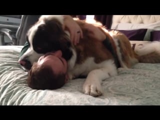 Huge saint bernard dog being needy