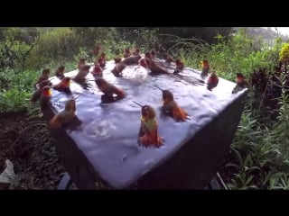 Hummingbird pool party