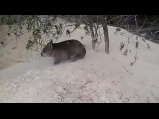 Wombat вомбат