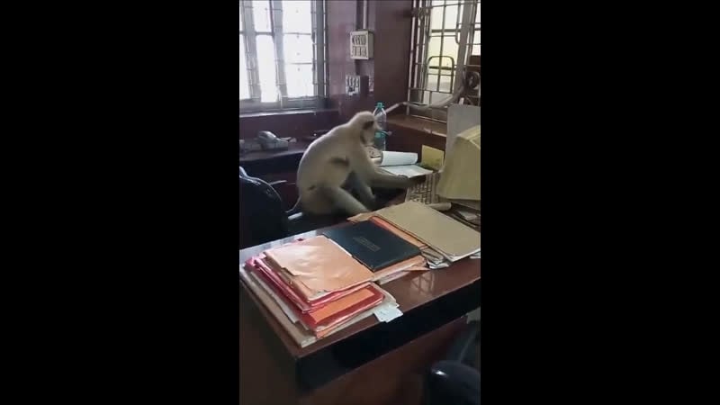 В индии обезьяна пробралась в комнату кассира жд станции и начала работать