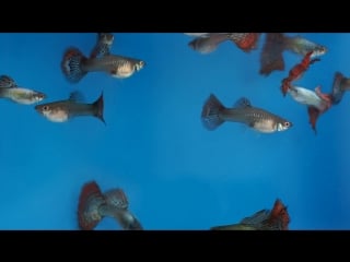 Guppy chili platinum mosaic mp4