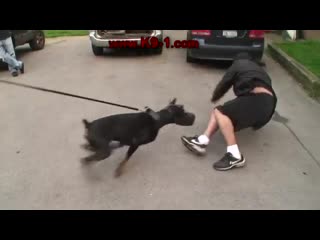 Doberman porn training mp4