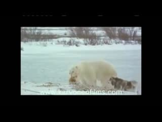 Polar bear dog