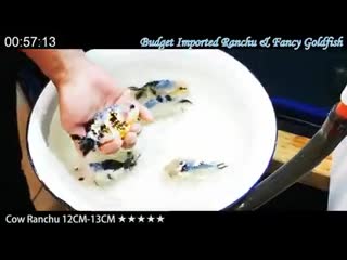 Budget imported ranchu & fancy goldfish facebook mp4