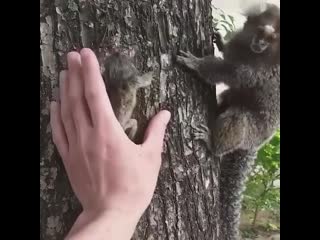 Baby lion tamarin being returned to its mother🙌🏼😍