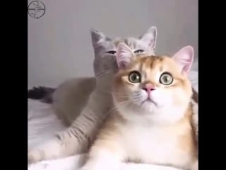 Киски обнимаются