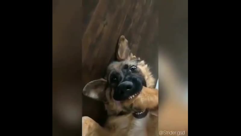 Барин и его прислуга)