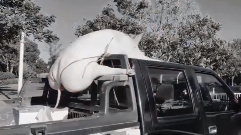 Перевозка свина