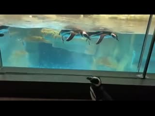 Pеnguins arе alsо fasсinatеd by pеnguins swimming in aquariums