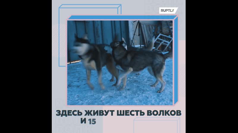 Женщина с волками