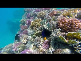 This is egypt red sea marsa alam