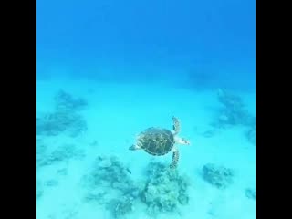 Sharm al shaikh, janub sina', egypt