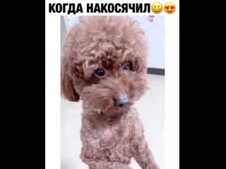 Милаха накосячил