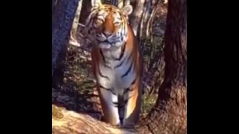 Амурский тигр попал под прицел скрытой камеры