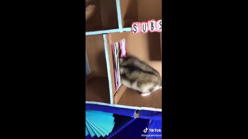 Chip key препятствия для хомяка