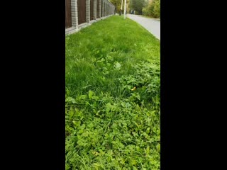 Vid 20201004 131325 mp4