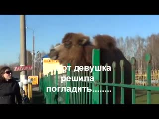 Веселый верблюд 😃
