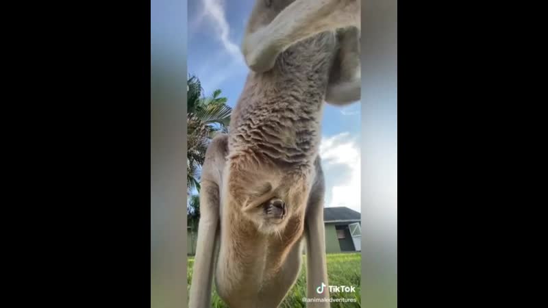 Для любителей подсматривать вот как выглядит сумка кенгуру внутри