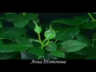 Video by сезім ошпесін