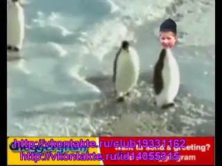 Опасный поцык в арктике