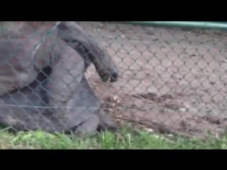 Секс черепах