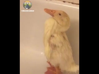 Туалетный утенок